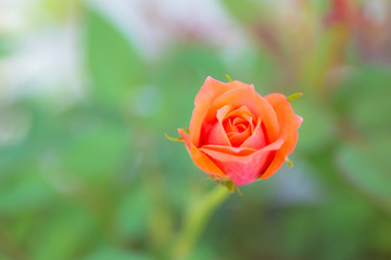 Beautiful cute small rose in closeup shot.