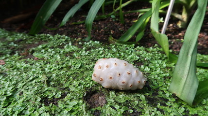 Noni-Frucht - Sieht aus wie Riesenraupe