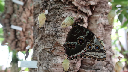 Wunderschöner Schmetterling in Tropenwald