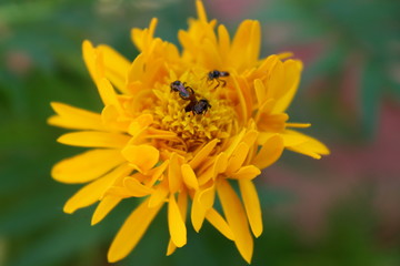 Apis florea also known as The dwarf honey bee on a Beautiful lite orange Chrysanthemum flower in the home garden. Close-up  (Chrysanthemum ×grandiflorum). Floral background pattern. 