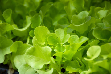 Fototapeta na wymiar Fresh organic green oak lettuce in the hydroponic farm vegetable for health concept.