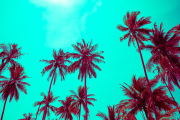 Fototapeta na wymiar Beautiful seaside coconut palm tree in sunshine day clear sky background color fun tone. Travel tropical summer beach holiday vacation or save the earth, nature environmental concept.