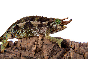 Jackson's horned chameleon, Trioceros jacksonii jacksonii, on white