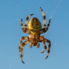 Spider female sits in its cobwebs against blue sky