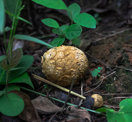 black truffle mushroom in the wild forest meghalaya