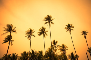 Beautiful silhouette coconut palm tree forest in sunset evening golden sunlight background. Travel tropical summer beach holiday vacation or save the earth, nature environmental concept.