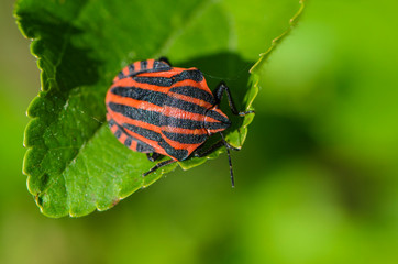 Red bug with black stripes sits on a leaf