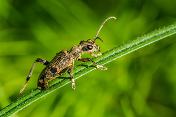 Beetle crawls on a narrow leaf of grass