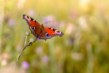 Beautiful butterfly with spots on wings sits on flower
