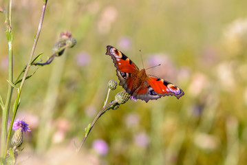 Beautiful butterfly with spots on wings sits on flower