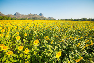 Beautiful blooming sunflowers field farming landscape with mountain hill and clear sunny day blue sky background in the summer morning, Thailand. Sunflowers oil is the non-volatile oil from seeds.