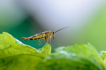 Female scorpion fly with motley wings
