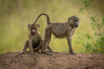 Olive baboons sit and stand on ridge