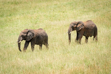 One African elephant follows another in grassland