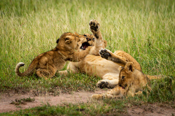Fototapeta na wymiar One lion cub lies fighting with another