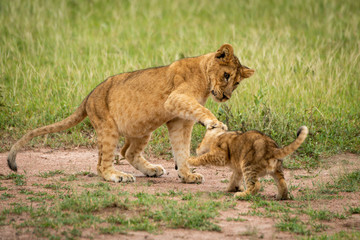 Obraz na płótnie Canvas One lion cubs hitting another with paw