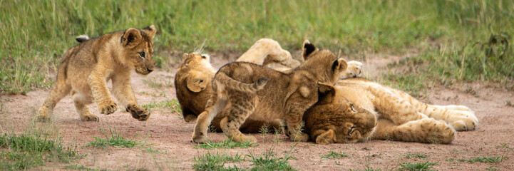 Panorama of four lion cubs play fighting