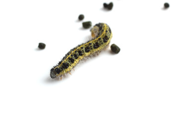 Caterpillar and excrements. Agricultural pest