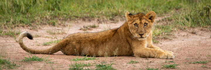 Panorama of lion cub lying watching camera