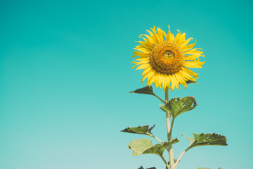 Beautiful blooming sunflowers in field farming garden with clear sunny day blue sky background in the summer morning, Thailand. Sunflowers oil is the non-volatile oil from seeds.