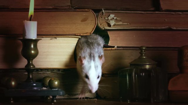 Cute gray rat crawls between old books on the table with a candlestick and writing materials