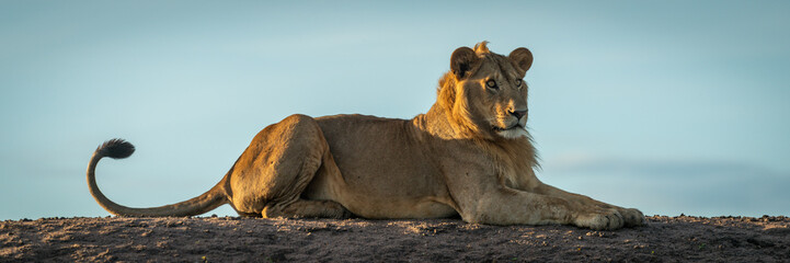 Panorama of male lion lying on bank