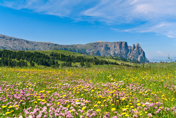 Obraz premium Blooming yellow and purple flowers in the field against mountain and blue sky