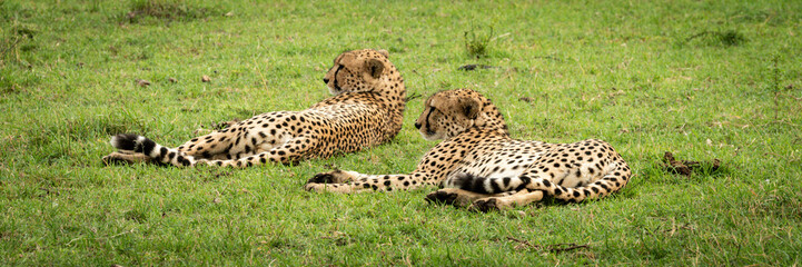 Fototapeta na wymiar Panorama of two male cheetah lying down