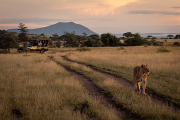 Photographers in truck watch lioness and cub