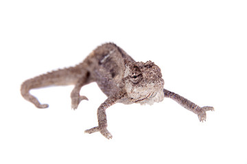 The Namaqua dwarf chameleon or Bradypodion occidentale on white