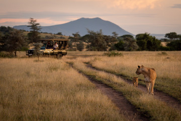 Photographers in truck watching lioness and cub