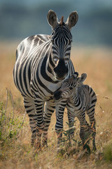 Plains zebra and foal stand eyeing camera