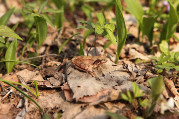 Agile Frog | Rana dalmatina