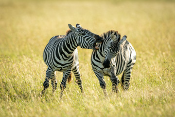 Plains zebra biting another in long grass