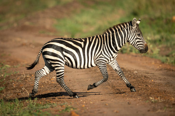 Fototapeta na wymiar Plains zebra crosses dirt track in sunshine