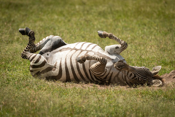 Fototapeta na wymiar Plains zebra enjoying dust bath on back