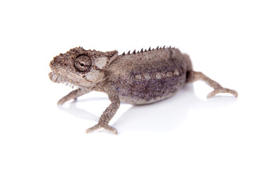 The Namaqua dwarf chameleon or Bradypodion occidentale on white