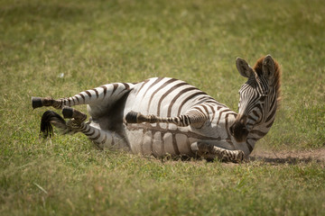 Naklejka na ściany i meble Plains zebra enjoying dust bath on grassland
