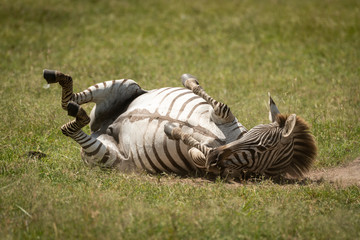 Obraz na płótnie Canvas Plains zebra enjoying dust bath on savannah