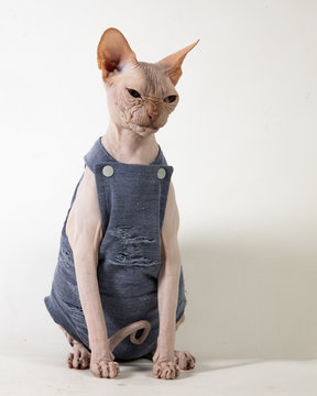 Angry Sphynx