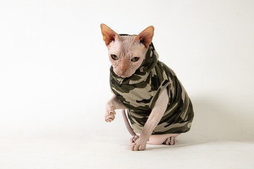Camo sphynx