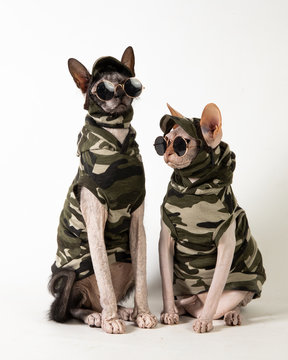 Camo sphynx and lykoi
