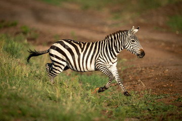 Fototapeta na wymiar Plains zebra jumps over ditch onto track