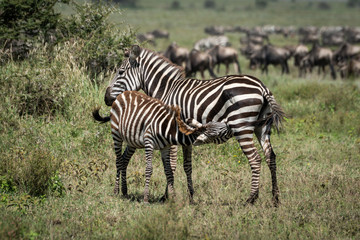 Fototapeta na wymiar Plains zebra nursing foal by great migration