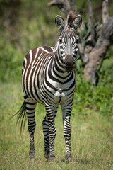 Plains zebra stands eyeing camera near tree