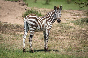 Plains zebra stands eyeing camera near bank
