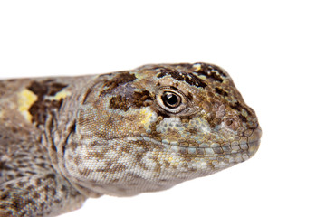 Bibron's iguana or Diplolaemus bibronii on white