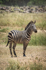 Fototapeta na wymiar Plains zebra stands eyeing camera near wildebeest
