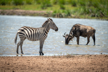 Fototapeta na wymiar Plains zebra stands in shallows near wildebeest