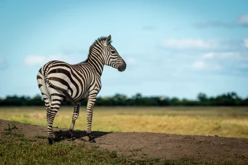Fotobehang Zebra Plains zebra staat op de oever naar rechts gericht